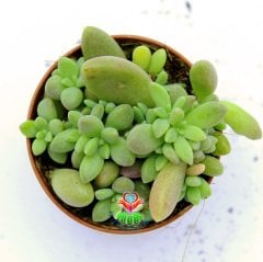 Graptoveria Sp.- Saksı Dolusu Minik Sukulent-5,5 cm Saksıda