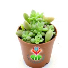 Graptoveria Sp.- Saksı Dolusu Minik Sukulent-5,5 cm Saksıda