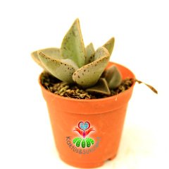 Sukulent,Lenophyllum Guttatum -Gri-Siyah Benekli Yapraklı-5,5 cm saksıda-Teraryum, Kaktus
