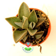 Sukulent,Lenophyllum Guttatum -Gri-Siyah Benekli Yapraklı-5,5 cm saksıda-Teraryum, Kaktus