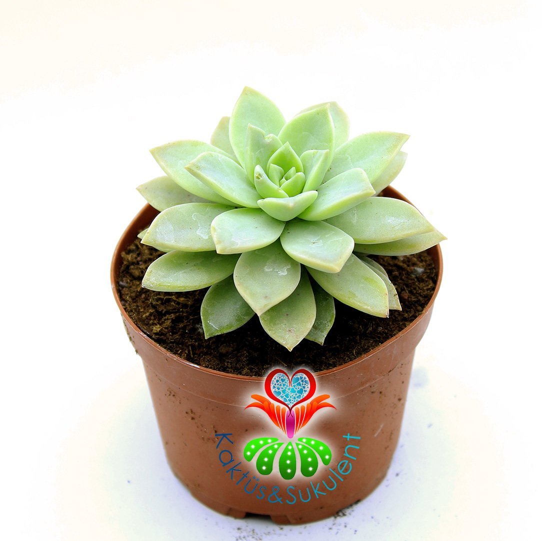 Sukulent, Echeveria Fleur Blanc-Açık Yeşil Gri Renk Sıradışı Simetrik-8,5 cm saksıda