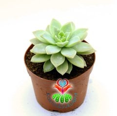 Sukulent, Echeveria Fleur Blanc-Açık Yeşil Gri Renk Sıradışı Simetrik-8,5 cm saksıda