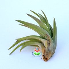 TILLANDSIA IONANTHA SCAPOSA KOLBII-Hava Bitkisi-Köksüz Yaşar-Air Plant-Mükemmel Form-7 cm Büyüklükte