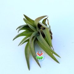 TILLANDSIA IONANTHA SCAPOSA KOLBII-Hava Bitkisi-Köksüz Yaşar-Air Plant-Mükemmel Form-7 cm Büyüklükte