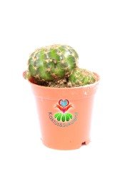 Lobivia Arachnacantha-Sarı Renk Çiçek Açar-5,5 cm Saksıda