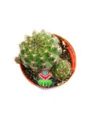Lobivia Arachnacantha-Sarı Renk Çiçek Açar-5,5 cm Saksıda