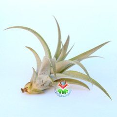 TILLANDSIA FASCICULATA TRICOLOR -Hava Bitkisi-Köksüz Yaşar-Air Plant-Mükemmel Form-7 cm Büyüklükte