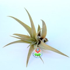 TILLANDSIA FASCICULATA TRICOLOR -Hava Bitkisi-Köksüz Yaşar-Air Plant-Mükemmel Form-7 cm Büyüklükte