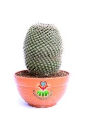 Mammillaria Brauneana- Dikey Dikenli Büyük Kaktüs-12 cm Saksıda