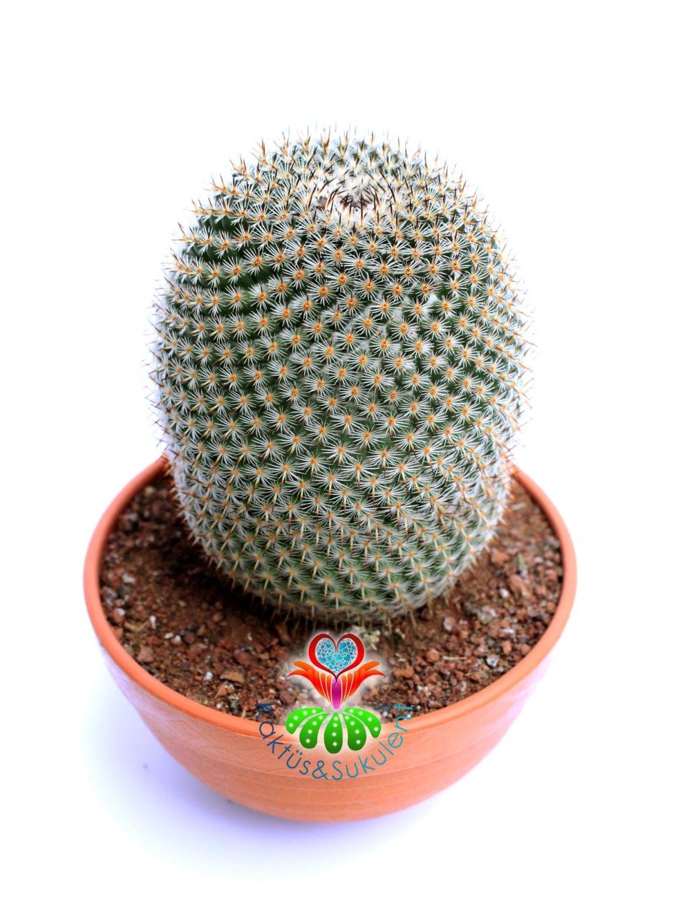 Mammillaria Brauneana- Dikey Dikenli Büyük Kaktüs-12 cm Saksıda