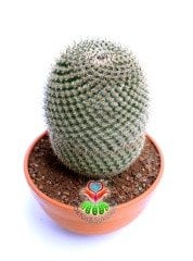 Mammillaria Brauneana- Dikey Dikenli Büyük Kaktüs-12 cm Saksıda