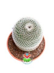 Mammillaria Brauneana- Dikey Dikenli Büyük Kaktüs-12 cm Saksıda