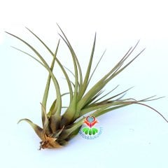 TILLANDSIA CONCOLOR -Hava Bitkisi-Köksüz Yaşar-Air Plant-Mükemmel Form-10 cm Büyüklükte,Teraryum