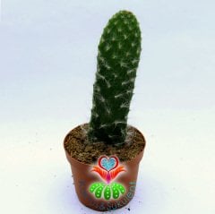 Opuntia Engelmannii 'Hairy Roger'-8,5 cm Saksıda-Tüylü Tavşan Kulak Kaktüs