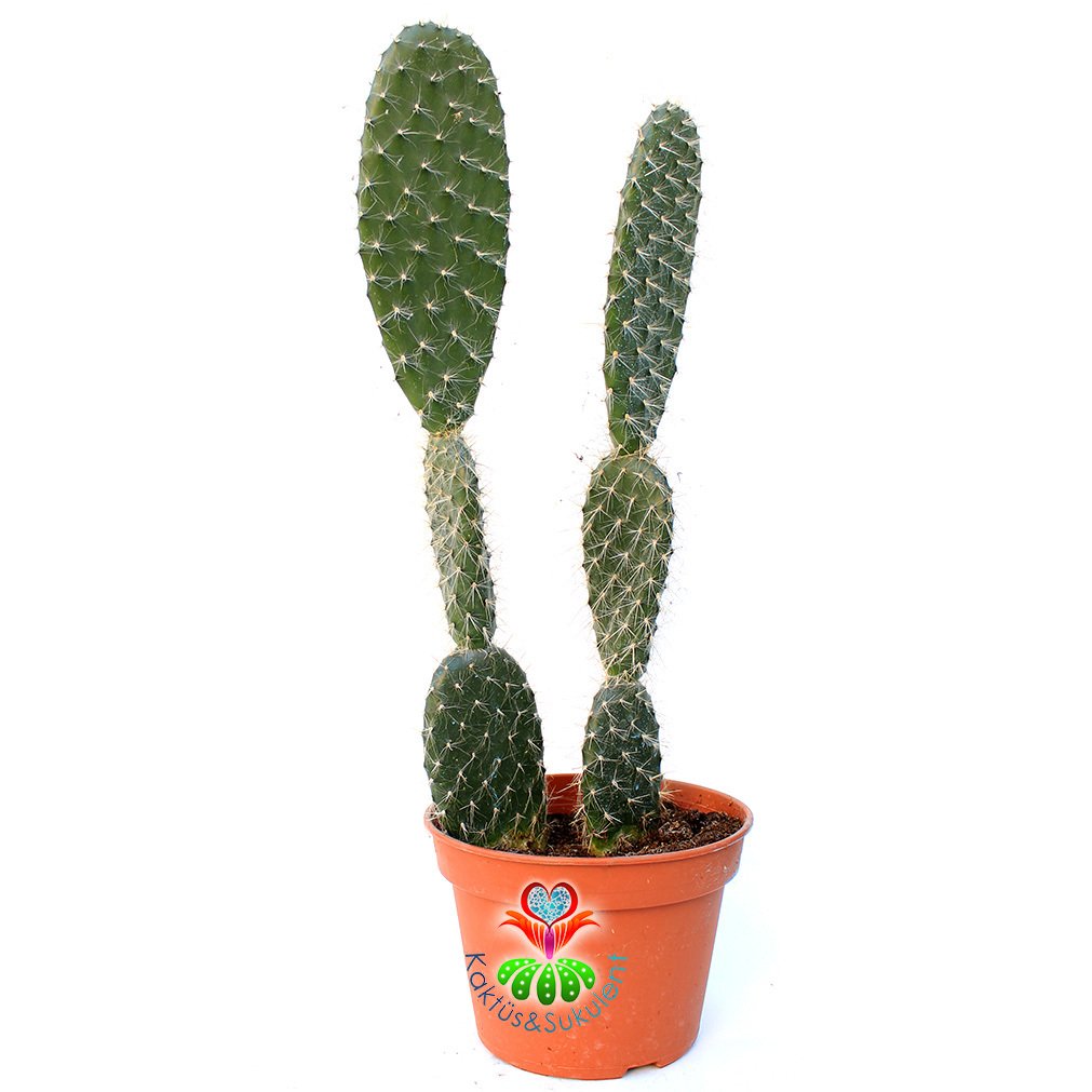 Dev Tavşan Kaktüs,Opuntia Trichophora 30+cm Uzunlukta -14 cm Saksıda-Teraryum,Sukulent