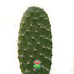 Dev Tavşan Kaktüs,Opuntia Trichophora 30+cm Uzunlukta -14 cm Saksıda-Teraryum,Sukulent