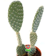 Dev Tavşan Kaktüs,Opuntia Trichophora 30+cm Uzunlukta -14 cm Saksıda-Teraryum,Sukulent