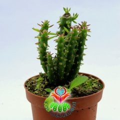 Austrocylindropuntia Subulata-Parmak Kaktüs-8,5 cm Saksıda