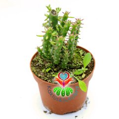 Austrocylindropuntia Subulata-Parmak Kaktüs-8,5 cm Saksıda