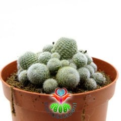 Kaktüs, Rebutia Heliosa cv. Sunrise - Krem -Pembe Renk Çiçek Açar-10,5 cm Saksı