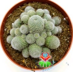 Kaktüs, Rebutia Heliosa cv. Sunrise - Krem -Pembe Renk Çiçek Açar-10,5 cm Saksı