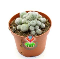 Kaktüs, Rebutia Heliosa cv. Sunrise - Krem -Pembe Renk Çiçek Açar-10,5 cm Saksı