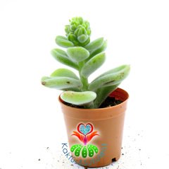 Crassula Sp.-Tüylü Yomurcuklu  Sukulent-5,5 cm Saksıda