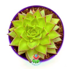 Echeveria Agavoides Lipstick -Kızaran Yaprak Uçlu Sukulent-15 cm Saksıda Büyük Boy