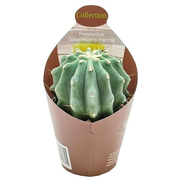Ferocactus Glaucescens forma Nuda (inermis)-Dikensiz Özel Tür Kaktüs- 7 cm Saksıda