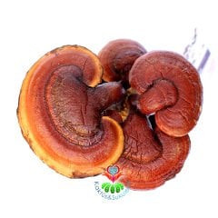 Dekoratif Saksısında Reishi Mantarı-Ganoderma Lucidum (Dondurulmuş)-25cm Büyüklükte-Çok Şık