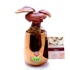 Dekoratif Saksısında Reishi Mantarı-Ganoderma Lucidum (Dondurulmuş)-25cm Büyüklükte-Çok Şık