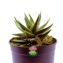Aloe Marginata cv. Angel Wings -Beyaz Kenarlı Sert Sukulent-15 cm Saksıda Büyük Boy