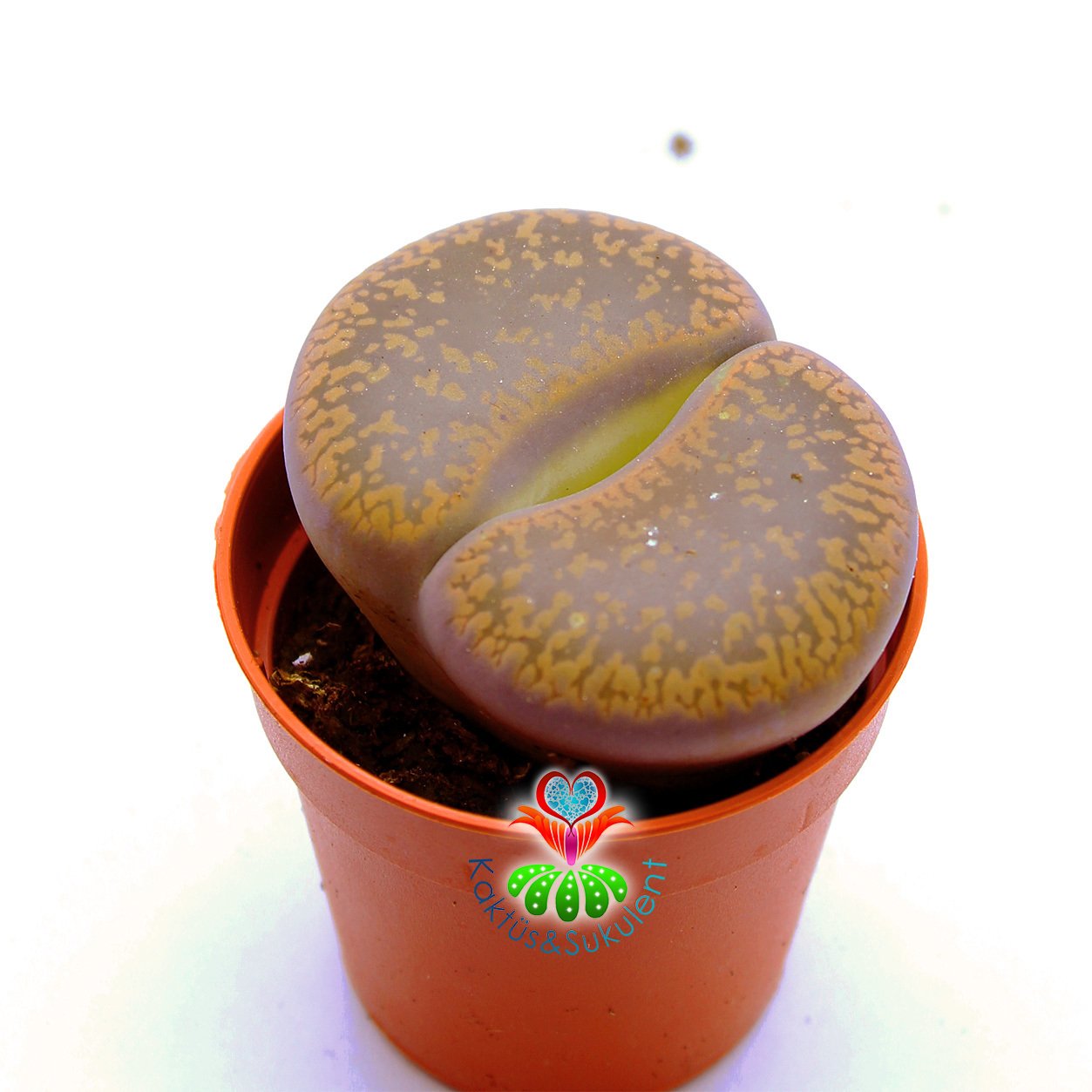 Lithops Aucampiae C257-Koyu Sarı Renk Büyük Taş Kaktüs-5,5 cm Saksıda İthal