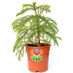 Salon Çamı-Araucaria Heterophylla -Maymun Çıkmaz Ağacı-17 cm Saksıda-Hava Temizleyici-İç Mekan Ağaç