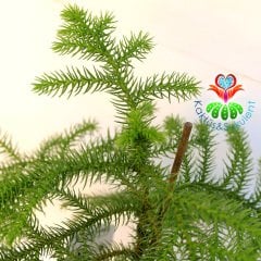 Salon Çamı-Araucaria Heterophylla -Maymun Çıkmaz Ağacı-17 cm Saksıda-Hava Temizleyici-İç Mekan Ağaç