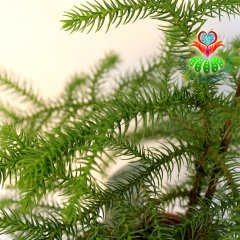 Salon Çamı-Araucaria Heterophylla -Maymun Çıkmaz Ağacı-17 cm Saksıda-Hava Temizleyici-İç Mekan Ağaç