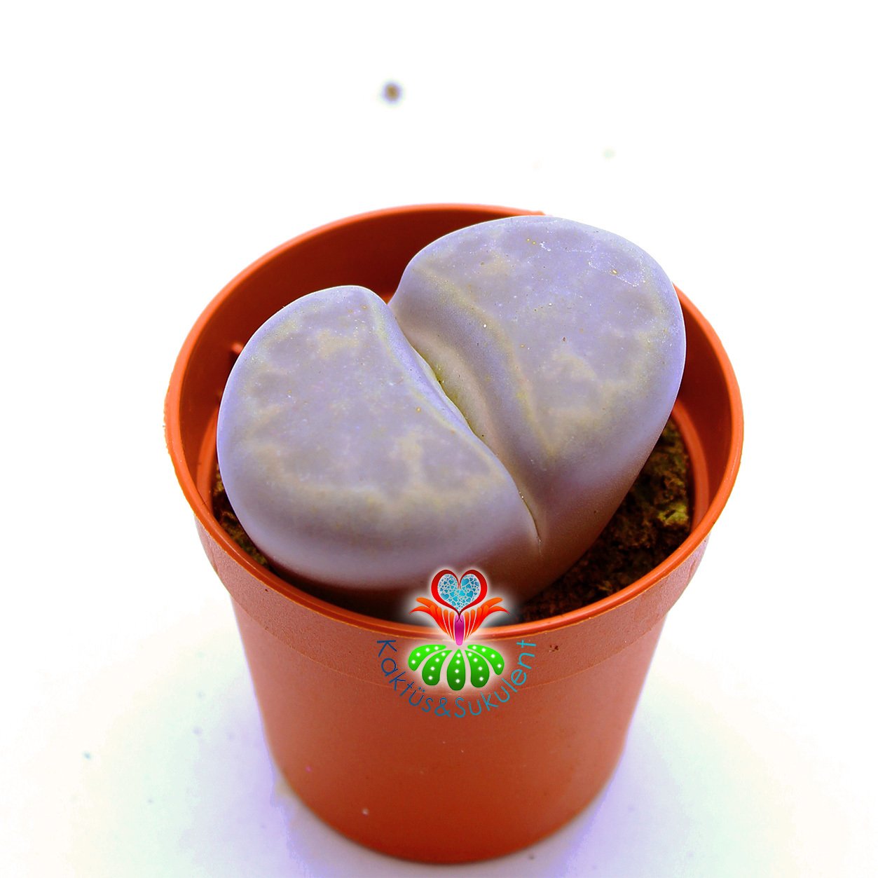 Lithops Karasmontana C409-Beyaz Renk Büyük Taş Kaktüs-5,5 cm Saksıda İthal