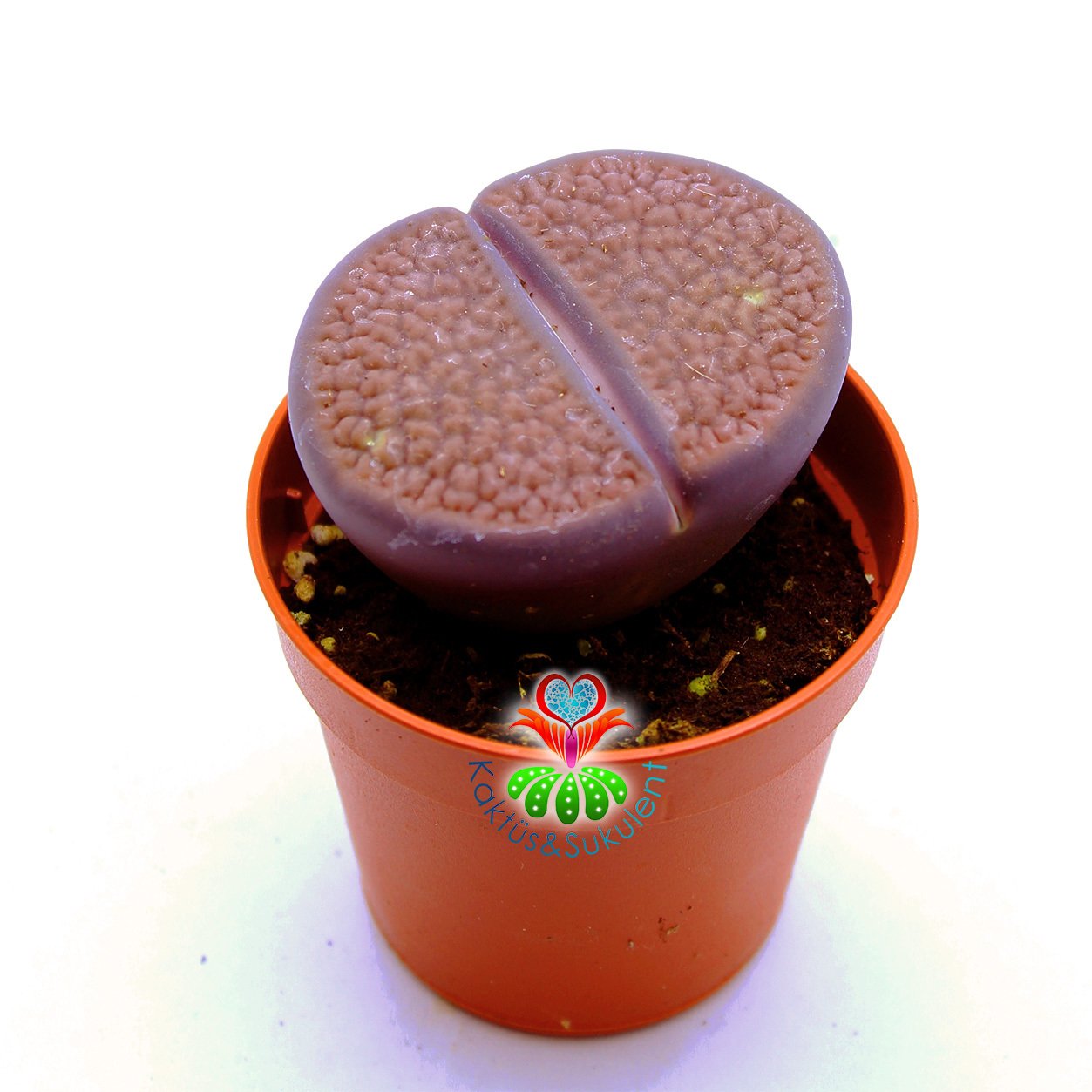 Lithops Comptonii-Koyu Mor Renk Büyük Taş Kaktüs-5,5 cm Saksıda İthal