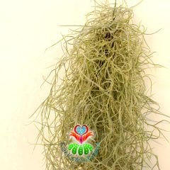 Tillandsia Usneoides- Hava Bitkisi-İspanyol Yosunu-Air Plant-Köksüz Hava Temizleyici 35 cm Uzunlukta