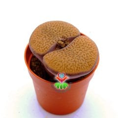 Lithops Marginata C152-Koyu Turuncu Renk Büyük Taş Kaktüs-5,5 cm Saksıda İthal