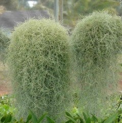 Tillandsia Usneoides- Hava Bitkisi-İspanyol Yosunu-Air Plant-Köksüz Hava Temizleyici 35 cm Uzunlukta