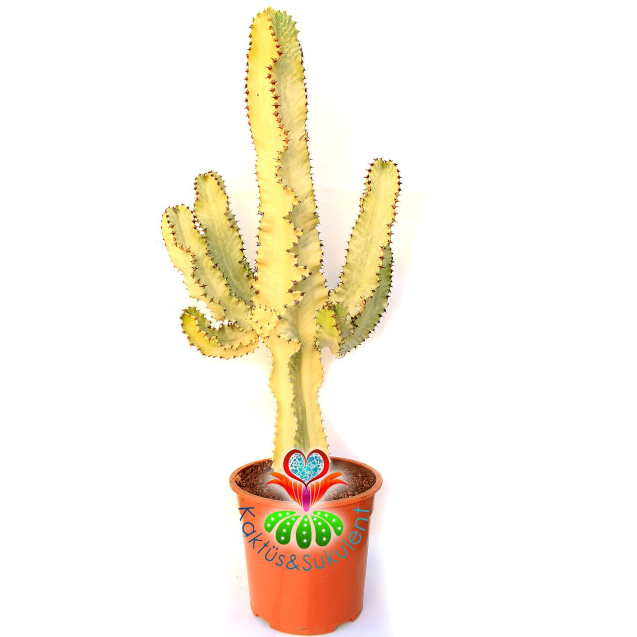 Canlı Dev Kaktüs,Euphorbia Ingens VARIEGATA 190+cm Uzunluğunda -40 cm Saksıda,190cm Çok Şık Ofis Cactus