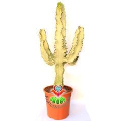 Canlı Dev Kaktüs,Euphorbia Ingens VARIEGATA 190+cm Uzunluğunda -40 cm Saksıda,190cm Çok Şık Ofis Cactus
