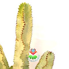Canlı Dev Kaktüs,Euphorbia Ingens VARIEGATA 190+cm Uzunluğunda -40 cm Saksıda,190cm Çok Şık Ofis Cactus