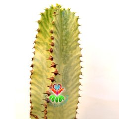 Canlı Dev Kaktüs,Euphorbia Ingens VARIEGATA 190+cm Uzunluğunda -40 cm Saksıda,190cm Çok Şık Ofis Cactus