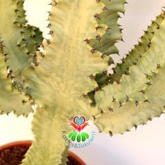 Canlı Dev Kaktüs,Euphorbia Ingens VARIEGATA 190+cm Uzunluğunda -40 cm Saksıda,190cm Çok Şık Ofis Cactus