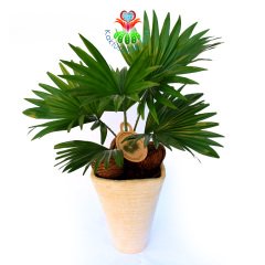 Aranjmanlı Livistona Rotundifolia Saksıda Palmiye Ağacı-Çin Yelpaze Palmiyesi-50 cm (Bitki+Saksı)