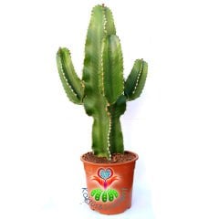 Canlı Dev Kaktüs,Euphorbia Ingens-Mükemmel Form 80+cm Uzunluğunda -19 cm Saksıda,Çok Şık Ofis Cactus