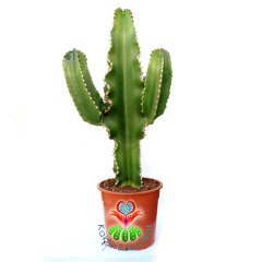 Canlı Dev Kaktüs,Euphorbia Ingens-Mükemmel Form 80+cm Uzunluğunda -19 cm Saksıda,Çok Şık Ofis Cactus