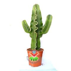 Canlı Dev Kaktüs,Euphorbia Ingens-Mükemmel Form 80+cm Uzunluğunda -19 cm Saksıda,Çok Şık Ofis Cactus